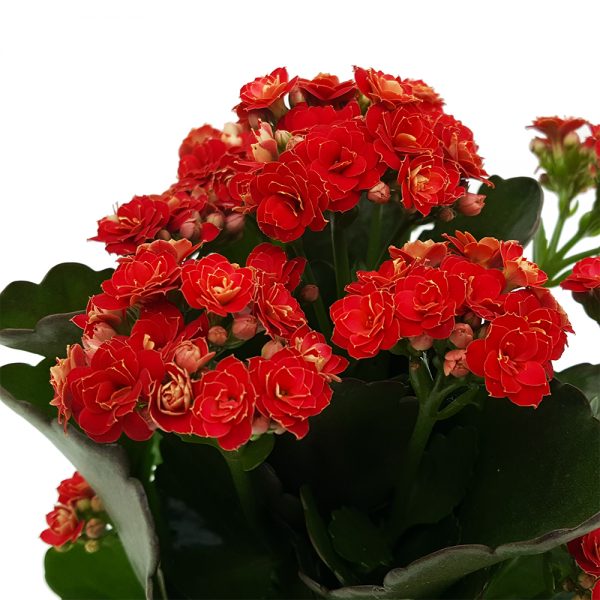 Kalanchoe calandiva standard - imagine 3