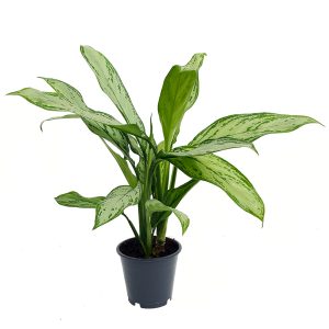 Aglaonema Maria