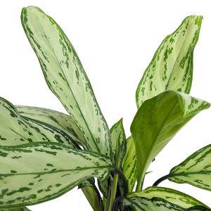 Aglaonema Maria - imagine 2