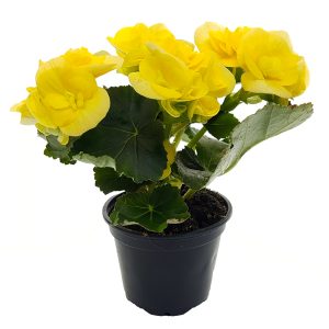 Begonia Elatior mini - imagine 2