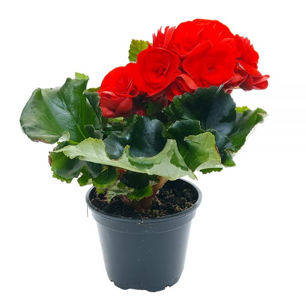 Begonia Elatior mini - imagine 5