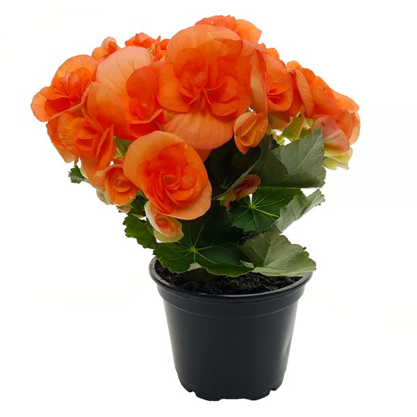 Begonia Elatior mini - imagine 3