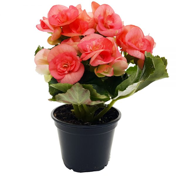 Begonia Elatior mini