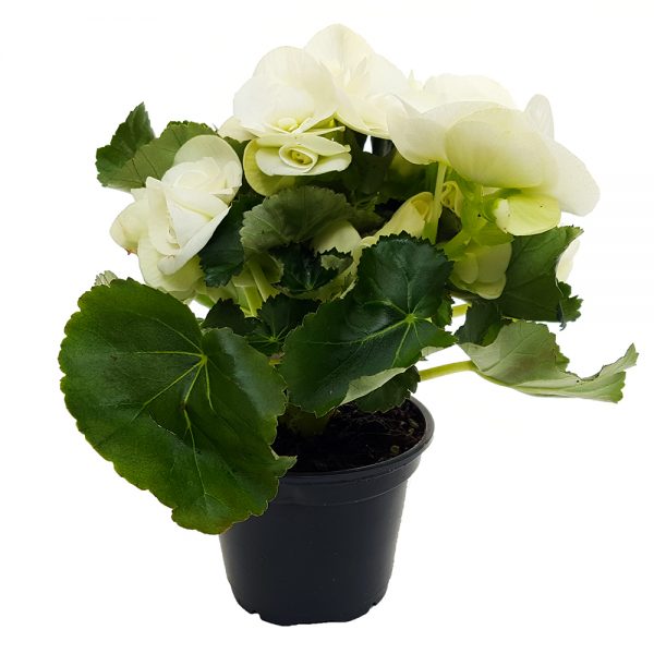 Begonia Elatior mini - imagine 4