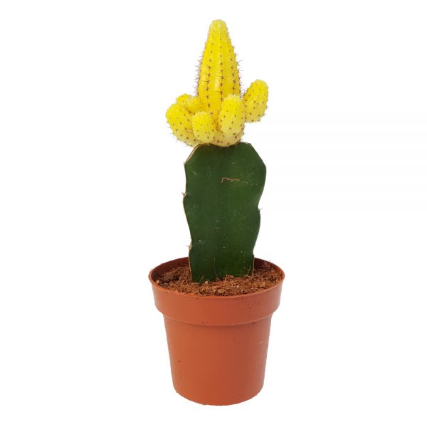 Cactus mixt altoit Gymnocalycium - imagine 2