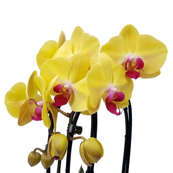 Orhidee - Phalaenopsis Arcada Elegant - imagine 2
