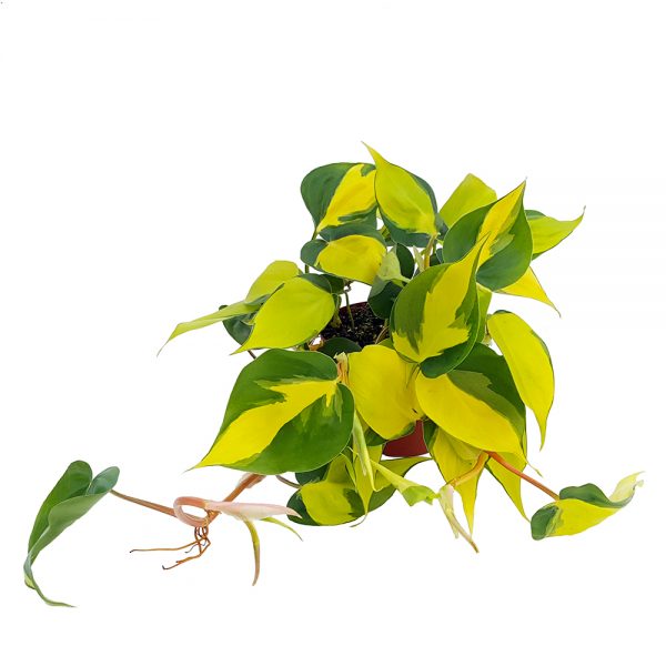 Philodendron Brasil bicolor - imagine 3