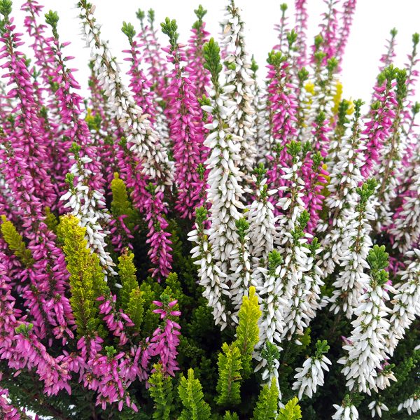 Calluna - Solitaire trio - imagine 2