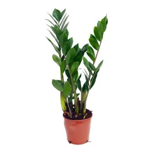 Zamioculcas D 14