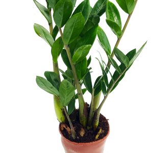 Zamioculcas D 14 - ZZ PLANT - Planta eterna - imagine 2
