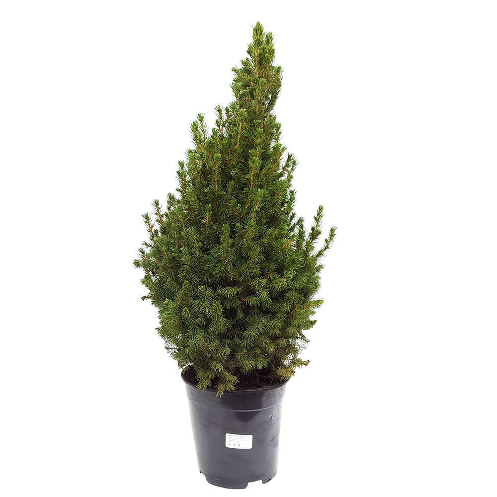 Picea glauca Conica extra
