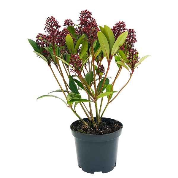 Skimmia Japonica Rubella - imagine 1