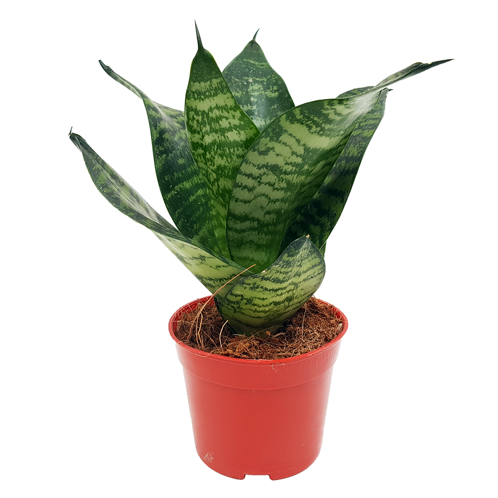 IMG_20171106_142851 Sansevieria mini mixt - imagine 3