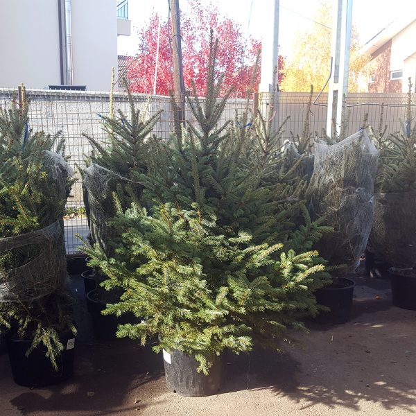 Picea pungens - Molid argintiu in ghiveci 2 metri - imagine 2