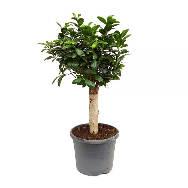 Ginseng pe picior