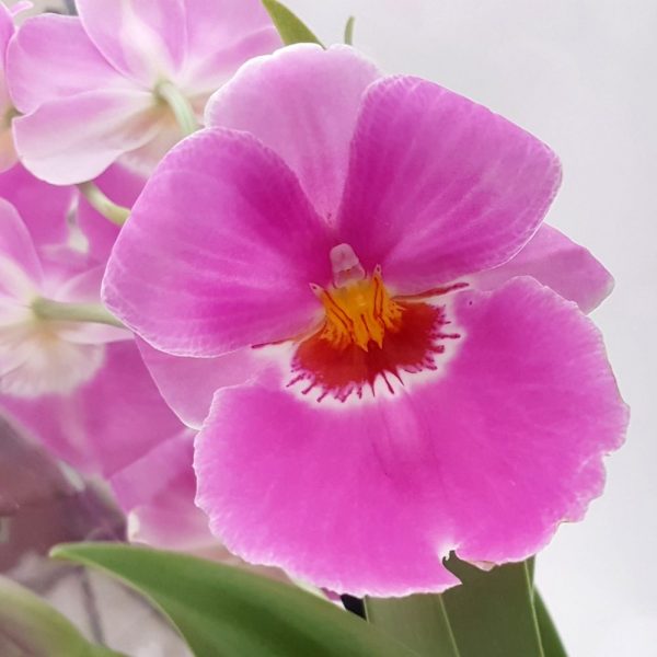 Orhidee - Miltonia - imagine 5