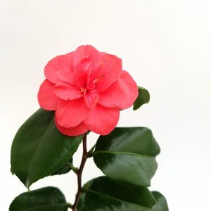 Camelia japonica - imagine 2