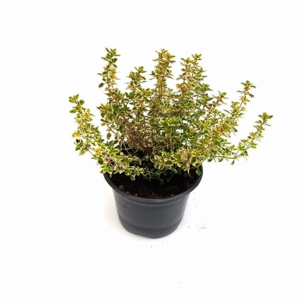 Thymus - Cimbrisor