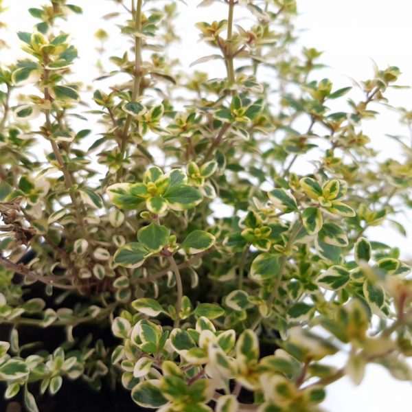Thymus - Cimbrisor - imagine 2