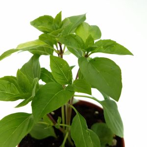 Busuioc - Basilicum Italicum (planta aromatica) - imagine 4