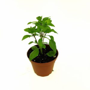 Busuioc - Basilicum Italicum (planta aromatica) - imagine 3