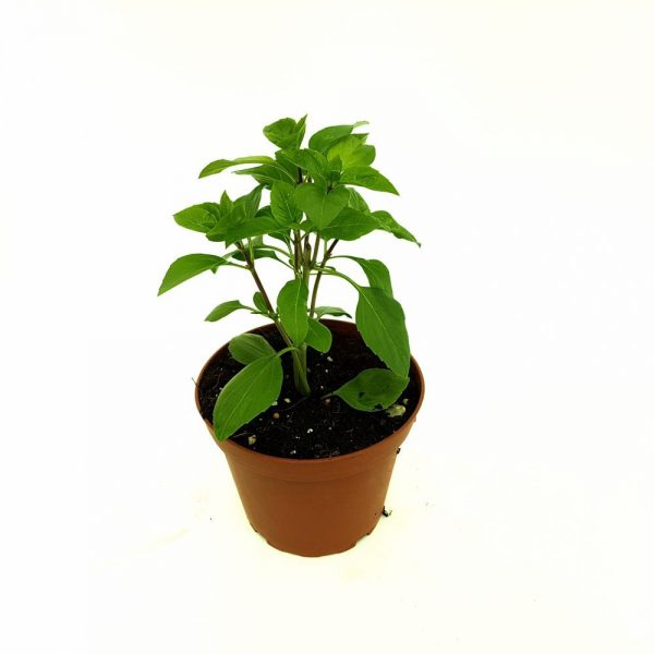 Busuioc - Basilicum Italicum (planta aromatica) - imagine 3