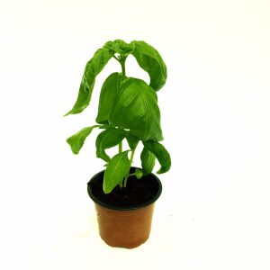 Busuioc - Basilicum Italicum (planta aromatica) - imagine 6