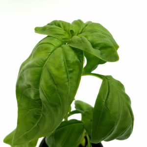 Busuioc - Basilicum Italicum (planta aromatica) - imagine 5