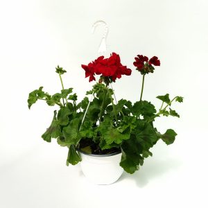 Muscate Bol Calliope productie Romania - imagine 6