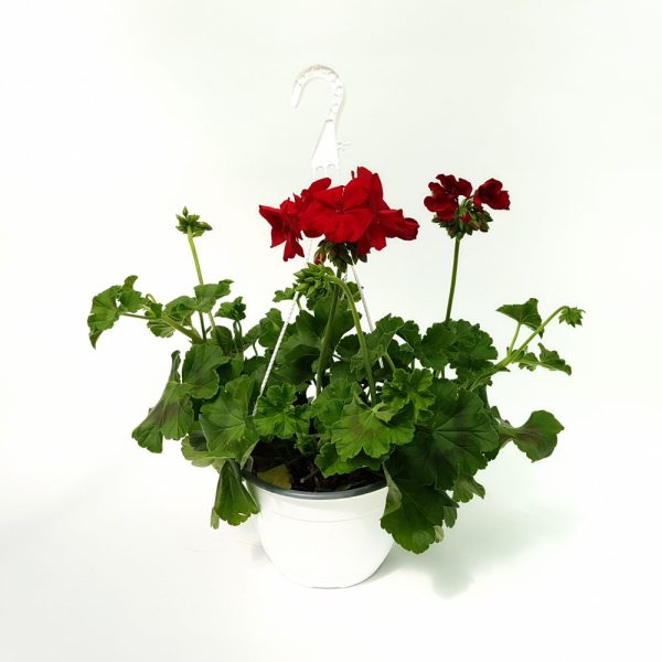 Muscate Bol Calliope productie Romania - imagine 6