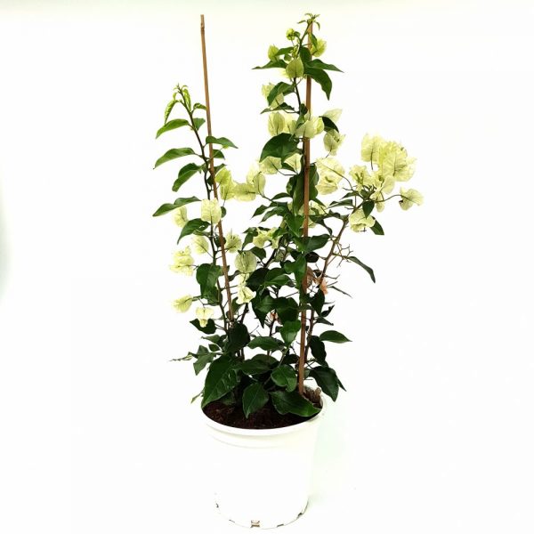 Bougainvillea Dania pe scarita alb/roz/orange