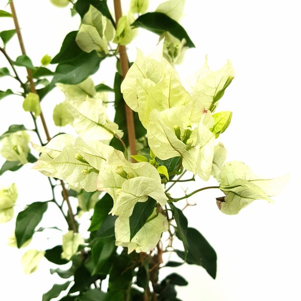Bougainvillea Dania pe scarita alb/roz/orange-Floarea de hartie - imagine 3