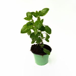 Busuioc-Basilicum (Planta aromatica)