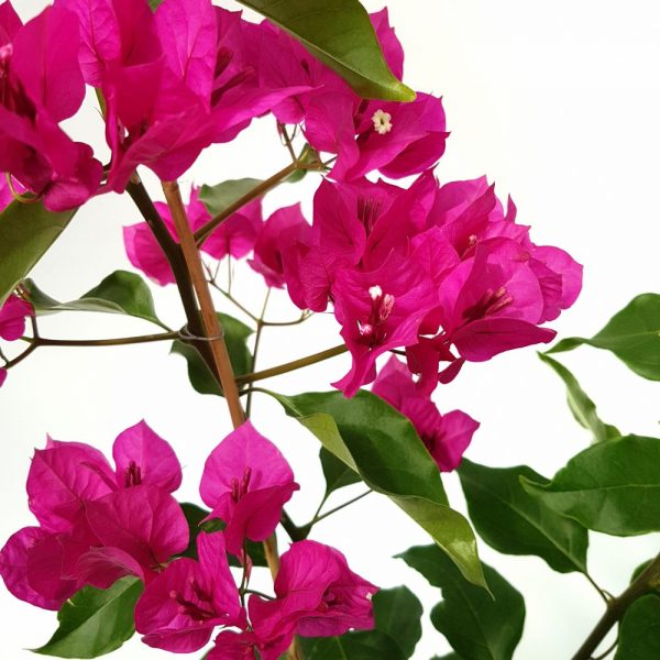 Bougainvillea Dania pe scarita alb/roz/orange-Floarea de hartie - imagine 2