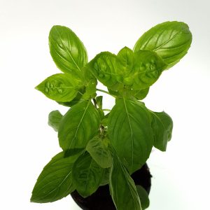 Busuioc-Basilicum (Planta aromatica) - imagine 2
