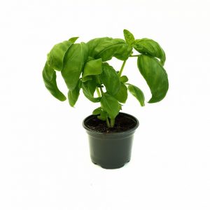 Busuioc - Basilicum Italicum (planta aromatica)