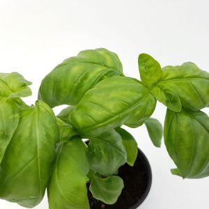 Busuioc - Basilicum Italicum (planta aromatica) - imagine 2