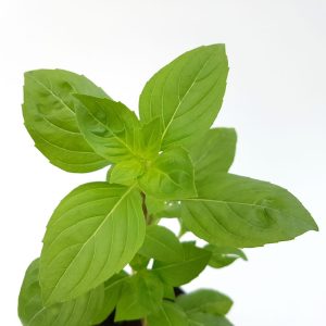 Busuioc - Basilicum Italicum (planta aromatica) - imagine 8