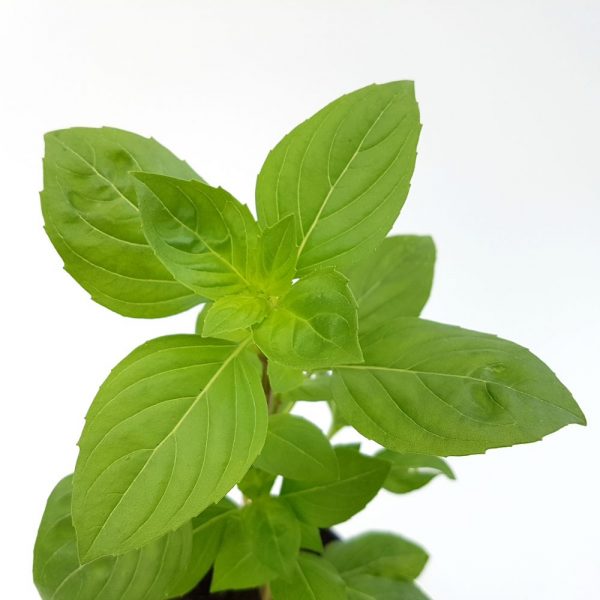Busuioc - Basilicum Italicum (planta aromatica) - imagine 8