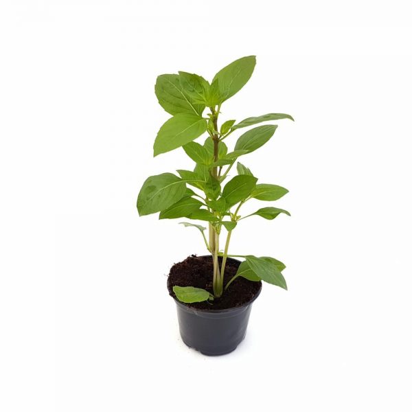 Busuioc - Basilicum Italicum (planta aromatica) - imagine 7