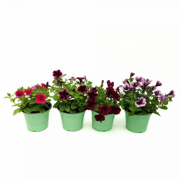Petunia - Surfinia in ghiveci