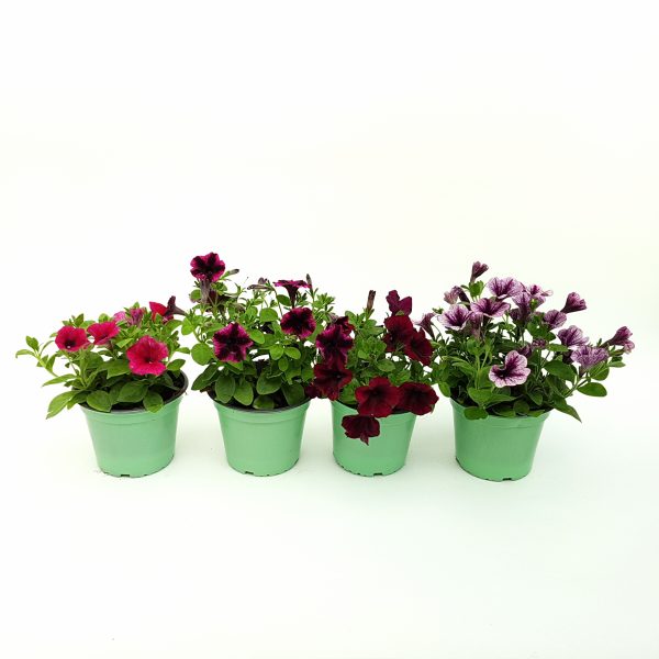 Petunia - Surfinia in ghiveci - imagine 9