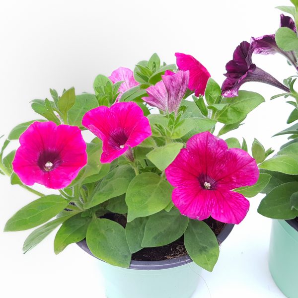 Petunia - Surfinia in ghiveci - imagine 10
