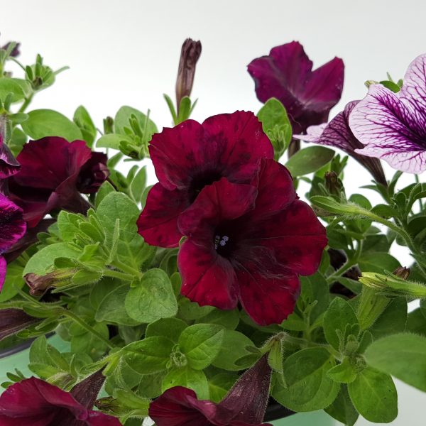 Petunia - Surfinia in ghiveci - imagine 4