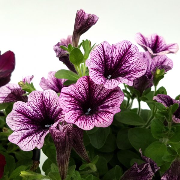 Petunia - Surfinia in ghiveci - imagine 2
