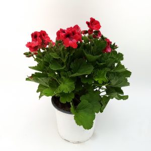 Muscata Grandiflora - imagine 5