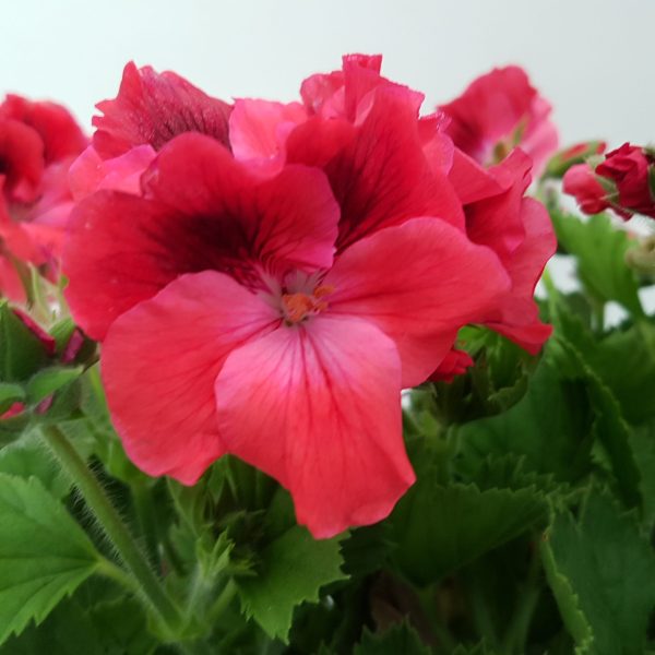Muscata Grandiflora - imagine 2