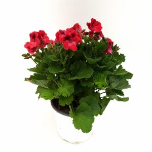 Muscata Grandiflora