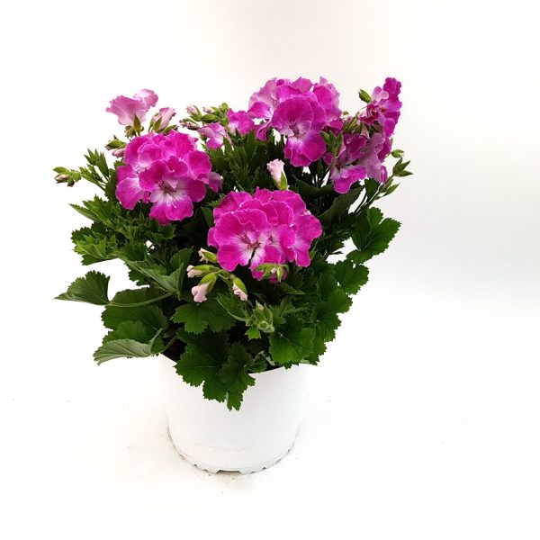 Muscata Grandiflora - imagine 3
