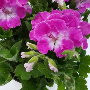 Muscata Grandiflora - imagine 4
